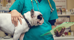 Pet Surgery in Brunswick, OH