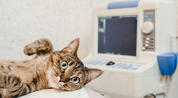pet imaging and ultrasounds services for our patients in Brunswick, OH