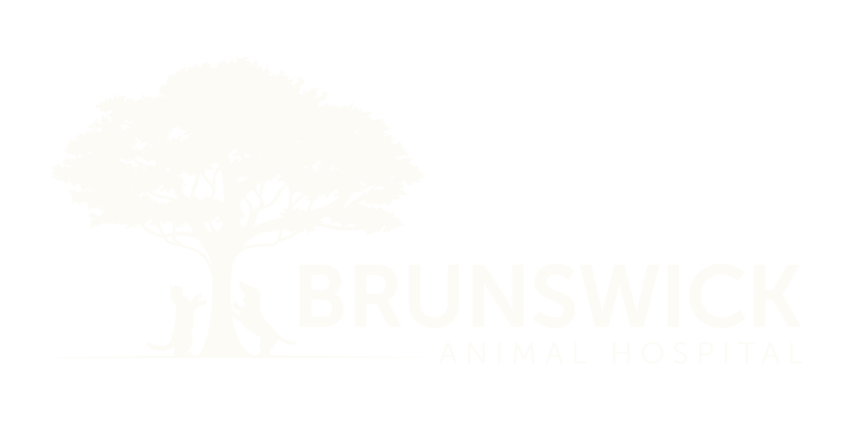 Pet Emergency Care in Brunswick | Brunswick Animal Hospital